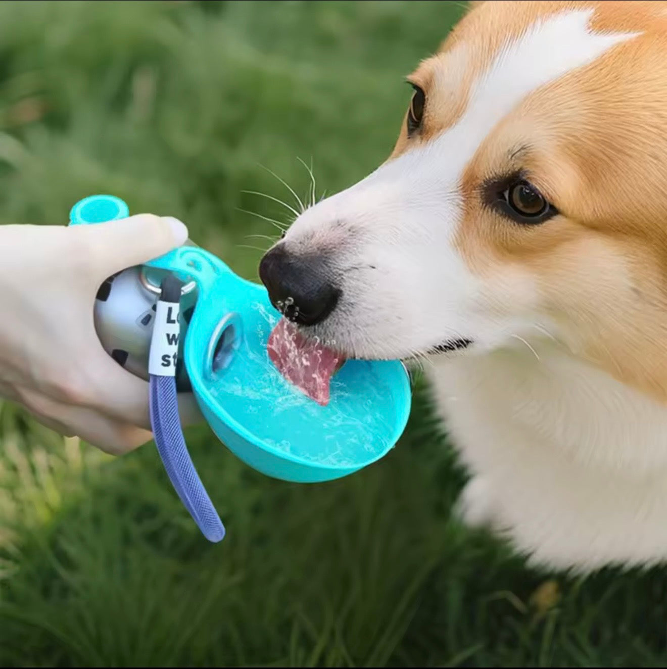 Stainless Steel Dog Water Bottle with Removable Silicone Bowl